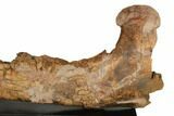 Triceratops Mandible (Lower Jaw) On Stand - Wyoming #192545-1
